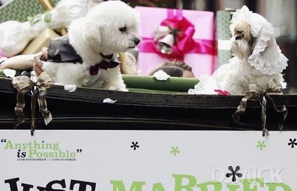 Pet weddings (23 pics)
