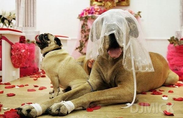 Pet weddings (23 pics)