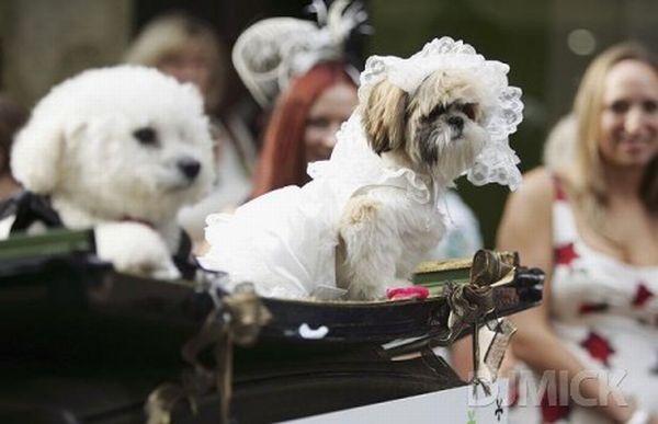 Pet weddings (23 pics)