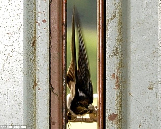 Aerobatics (4 pics)