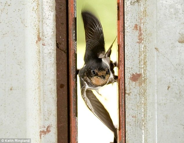 Aerobatics (4 pics)