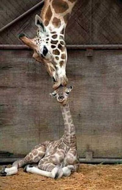 Funny giraffes (39 pics)
