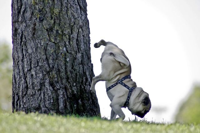 http://izismile.com/img/img2/20090804/animals_101_15.jpg