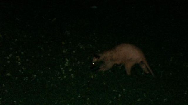 Hairless racoon looks strange (6 pics + 1 video)
