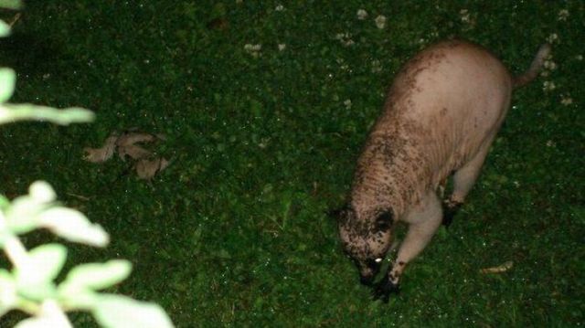 Hairless racoon looks strange (6 pics + 1 video)