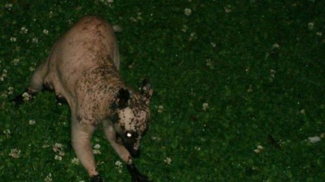Hairless racoon looks strange (6 pics + 1 video)