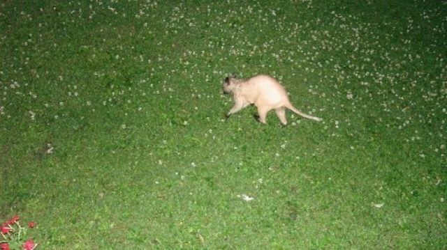 Hairless racoon looks strange (6 pics + 1 video)