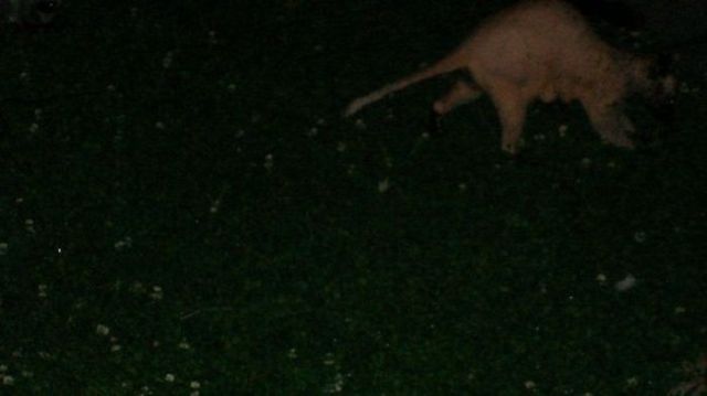 Hairless racoon looks strange (6 pics + 1 video)