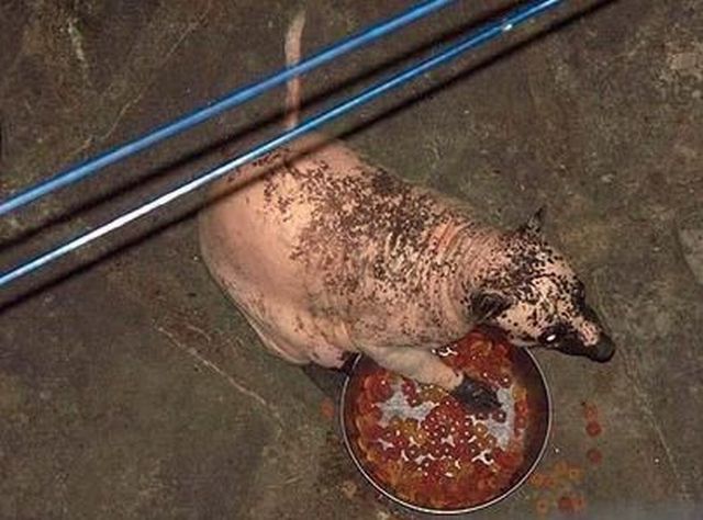 Hairless racoon looks strange (6 pics + 1 video)