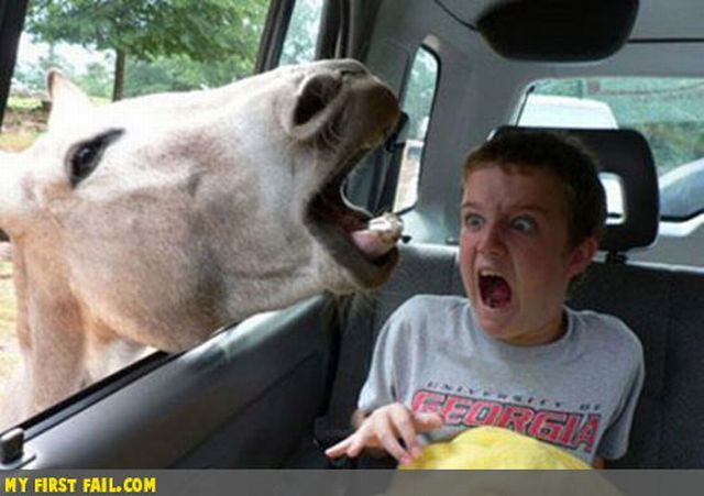 There’s always a first time for everything (42 pics)