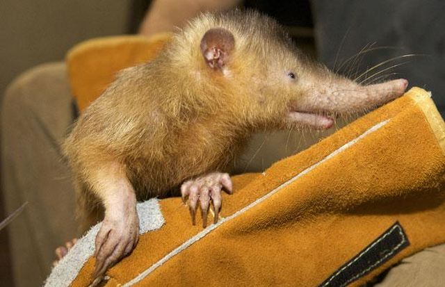 Strange animals (39 pics)