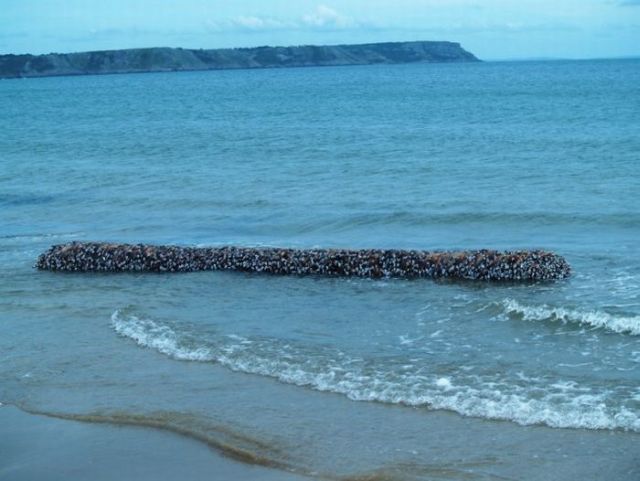 A sea monster (5 pics)