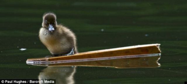 Raising ducklings (4 pics)