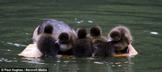 Raising ducklings (4 pics)