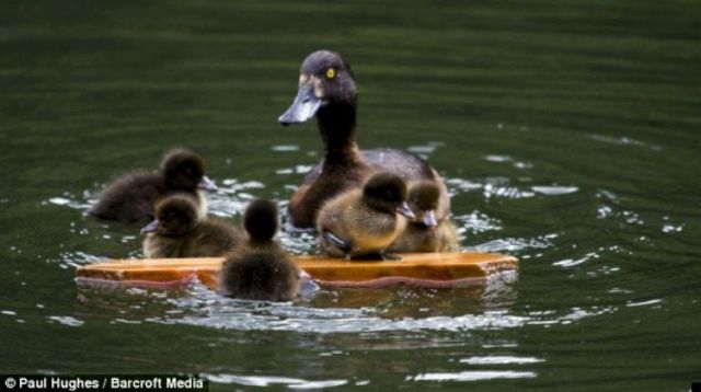 Raising ducklings (4 pics)
