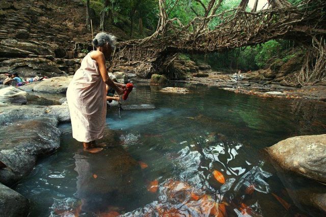 The living bridges (8 pics + 1 video)