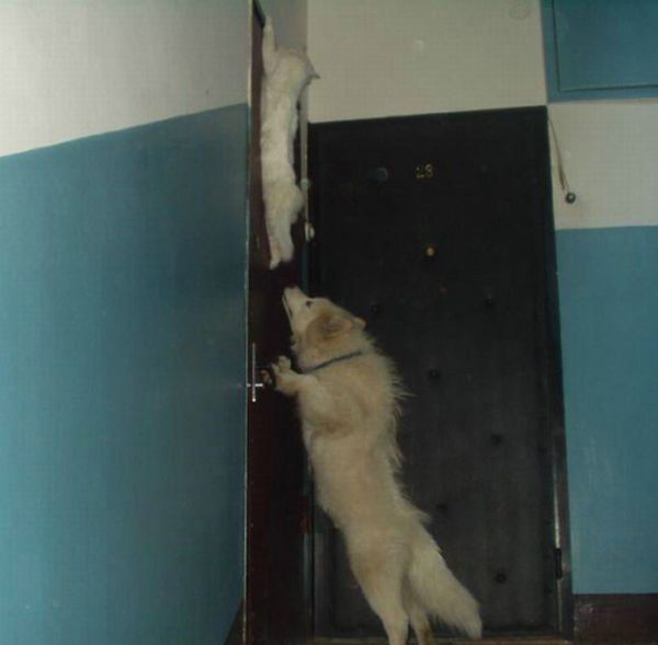 About the relationship of cats and dogs (55 pics)