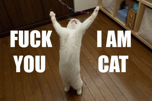 Daily picdump (127 pics)