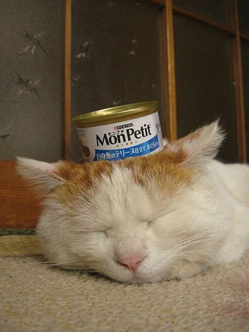 What is a sound sleep (4 pics)
