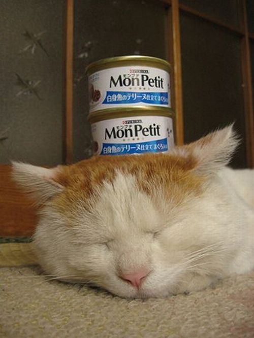 What is a sound sleep (4 pics)