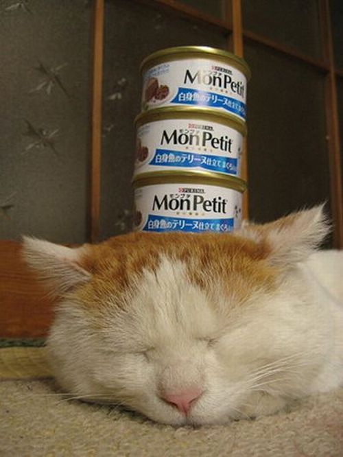 What is a sound sleep (4 pics)