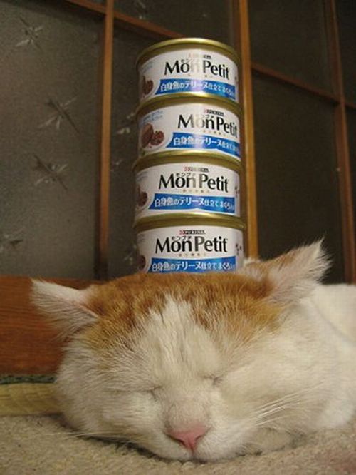 What is a sound sleep (4 pics)