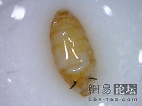 Something in the milk bottle (9 pics)