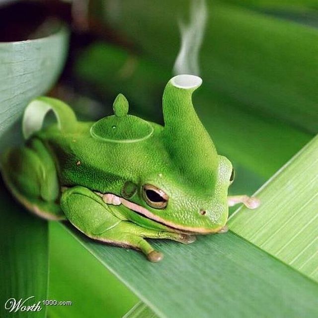 What teapot do you have? Part 2 (60 pics)