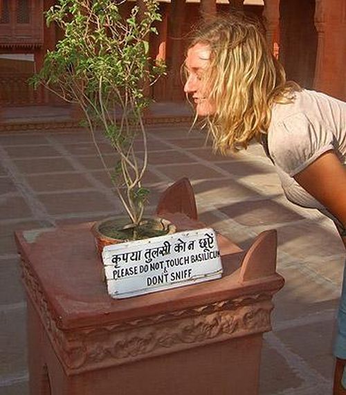 Weird signs. Part 4 (65 pics)