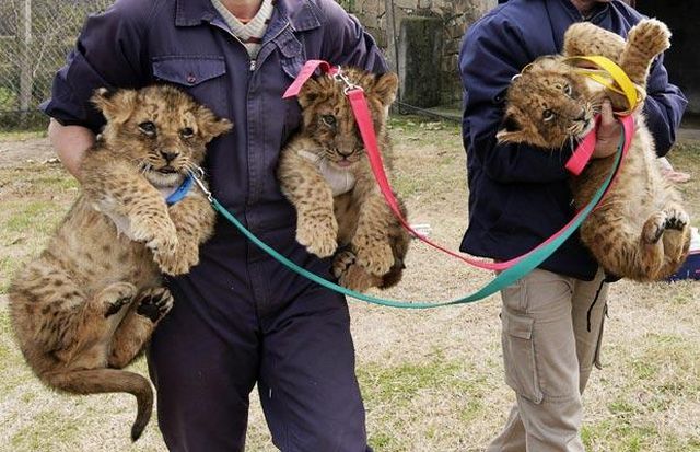 Daily picdump (132 pics)