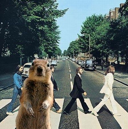 Be careful, the Crasher Squirrel is everywhere!! (29 pics)