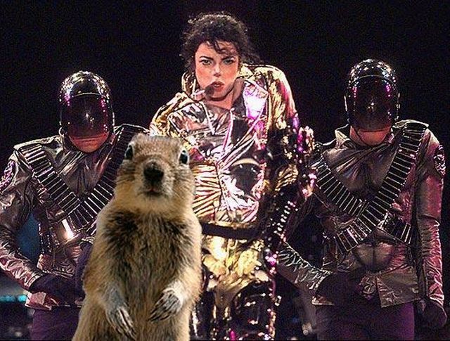 Be careful, the Crasher Squirrel is everywhere!! (29 pics)