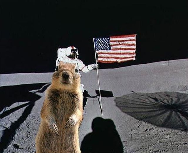 Be careful, the Crasher Squirrel is everywhere!! (29 pics)
