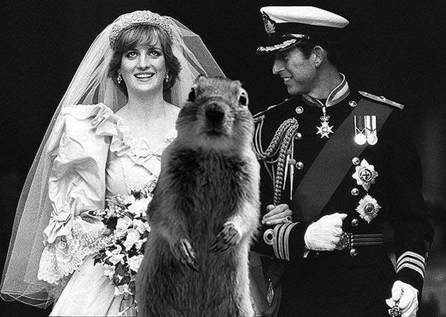 Be careful, the Crasher Squirrel is everywhere!! (29 pics)