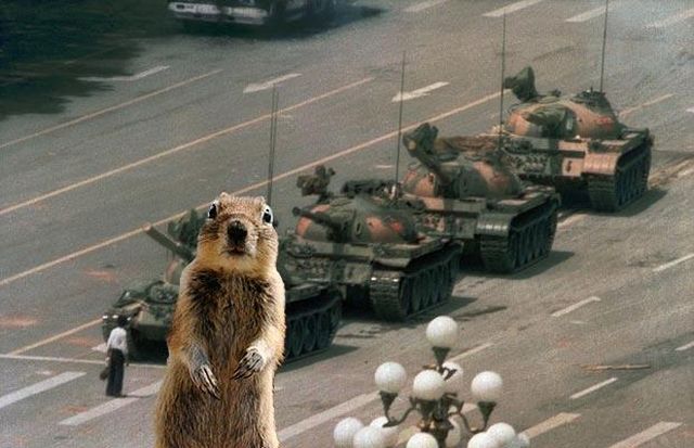 Be careful, the Crasher Squirrel is everywhere!! (29 pics)