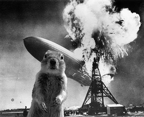 Be careful, the Crasher Squirrel is everywhere!! (29 pics)