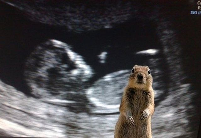 Be careful, the Crasher Squirrel is everywhere!! (29 pics)