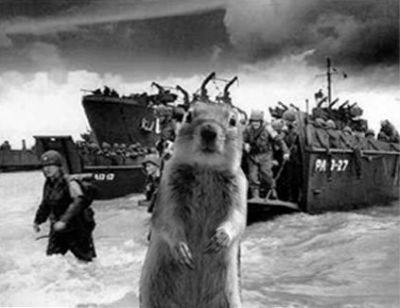 Be careful, the Crasher Squirrel is everywhere!! (29 pics)