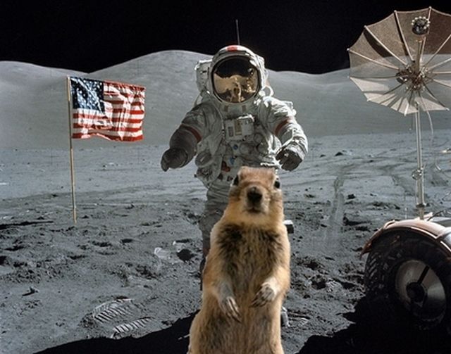 Be careful, the Crasher Squirrel is everywhere!! (29 pics)