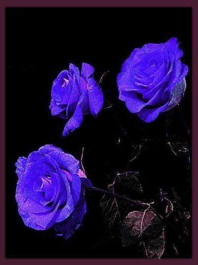 Beautiful Blue Roses Wiresmash 4019