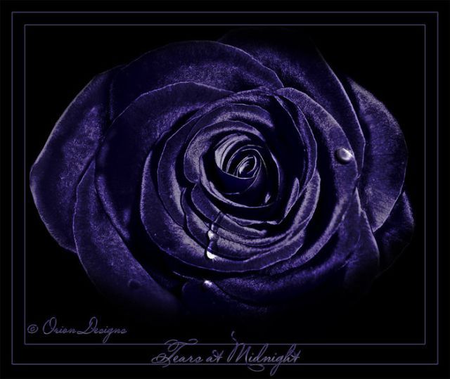 Beautiful blue roses | WireSmash