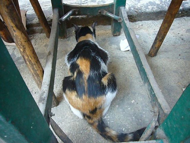 Very dangerous cat (4 pics)