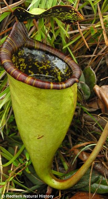 New plant discovered in the Philippines is a giant rat-eating plant! (44 pics)