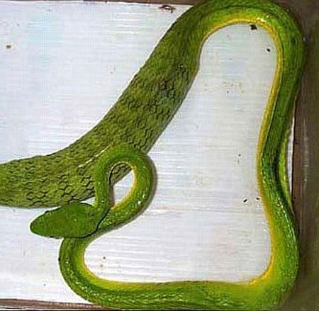 The birth of baby snakes (4 pics)