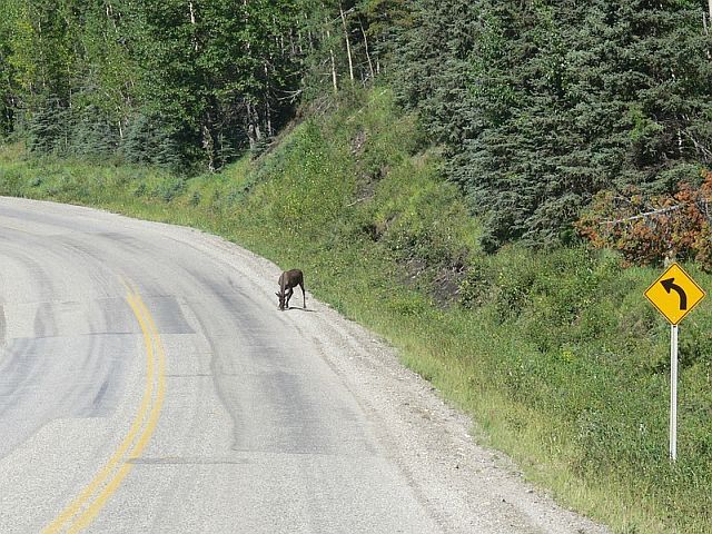 A small photo-journey to Alaska (34 pics)