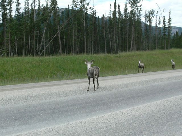 A small photo-journey to Alaska (34 pics)