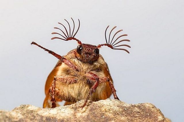 Macro photography. The best of the best (85 pics)