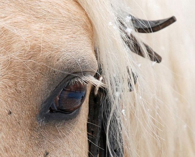 Macro photography. The best of the best (85 pics)