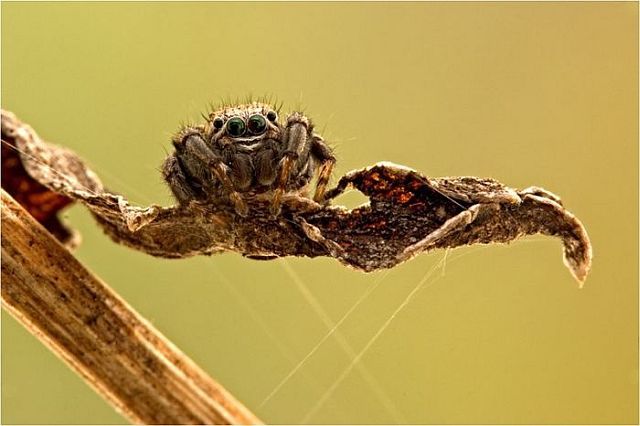 Macro photography. The best of the best (85 pics)