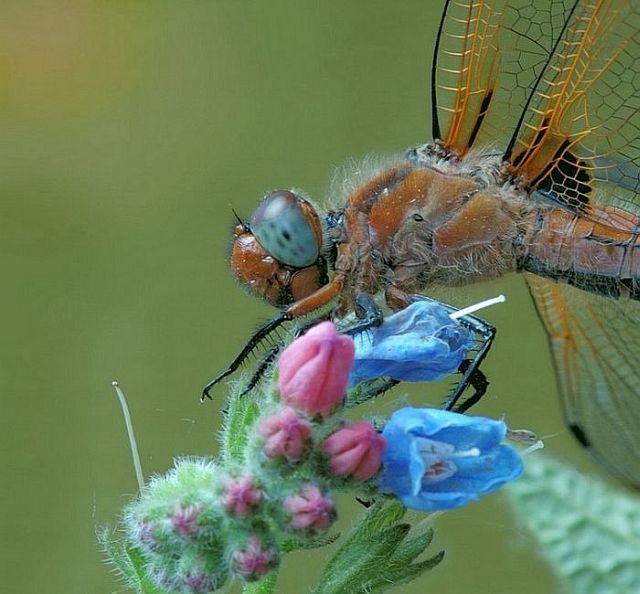 Macro photography. The best of the best (85 pics)
